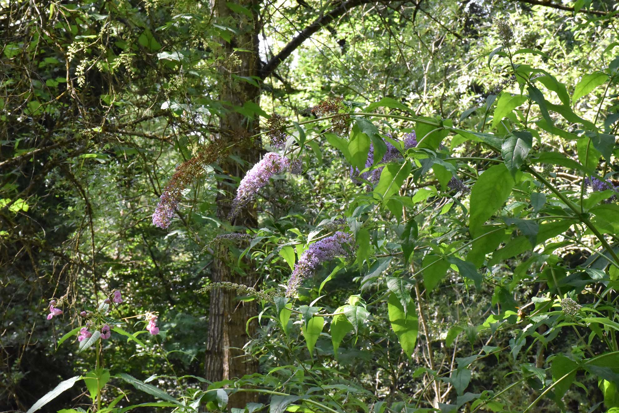 Un massif de buddleia, une plante exotique envahissante