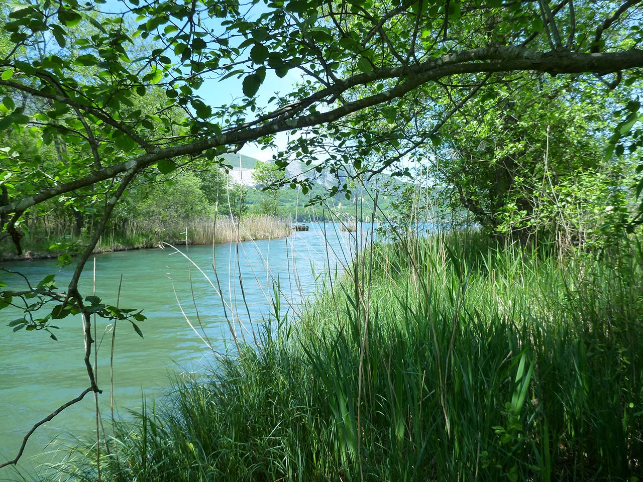 Rivière l'Eau Morte se jetant dans le lac d'Annecy